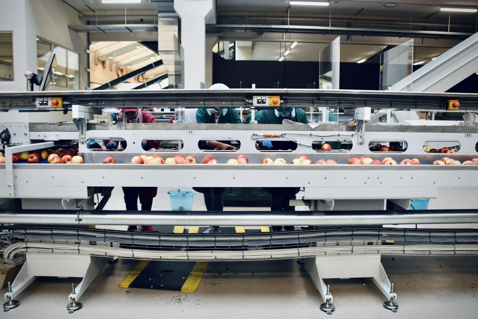 Automated sorting line grading fruit on conveyors in a modern packing facility